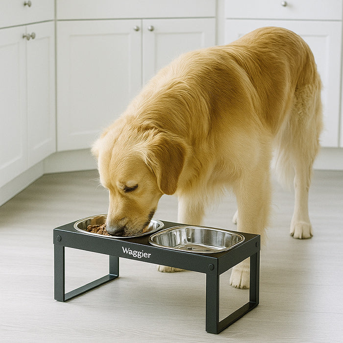 Waggier™ Elevated Dog Bowl